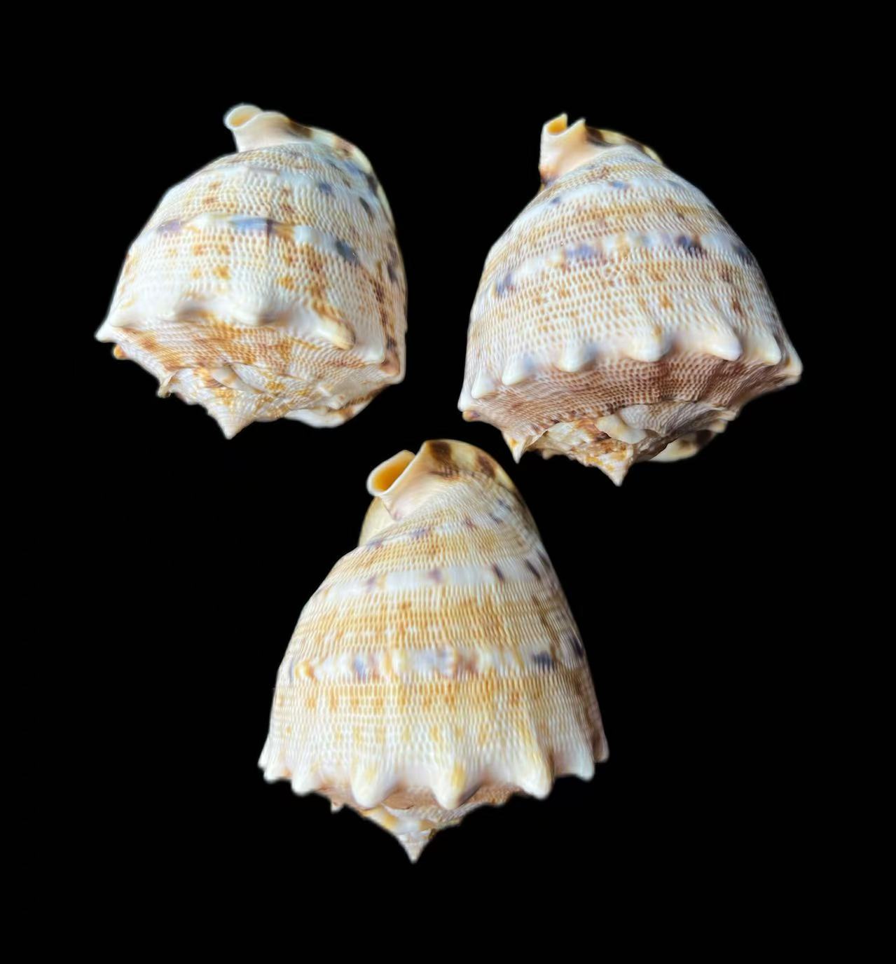 大蛙螺大海螺壳贝壳装饰摆台鱼缸造景天然海螺标本