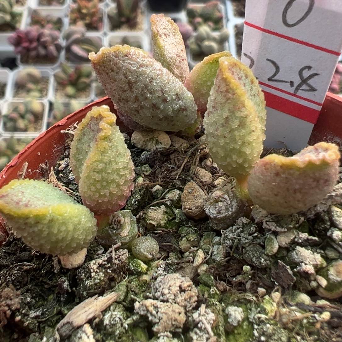 实生新品多头纯木质桩多肉植物水泡