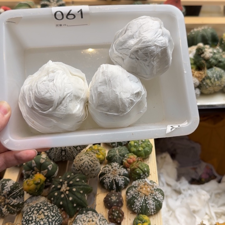 兜星球仙人球061号