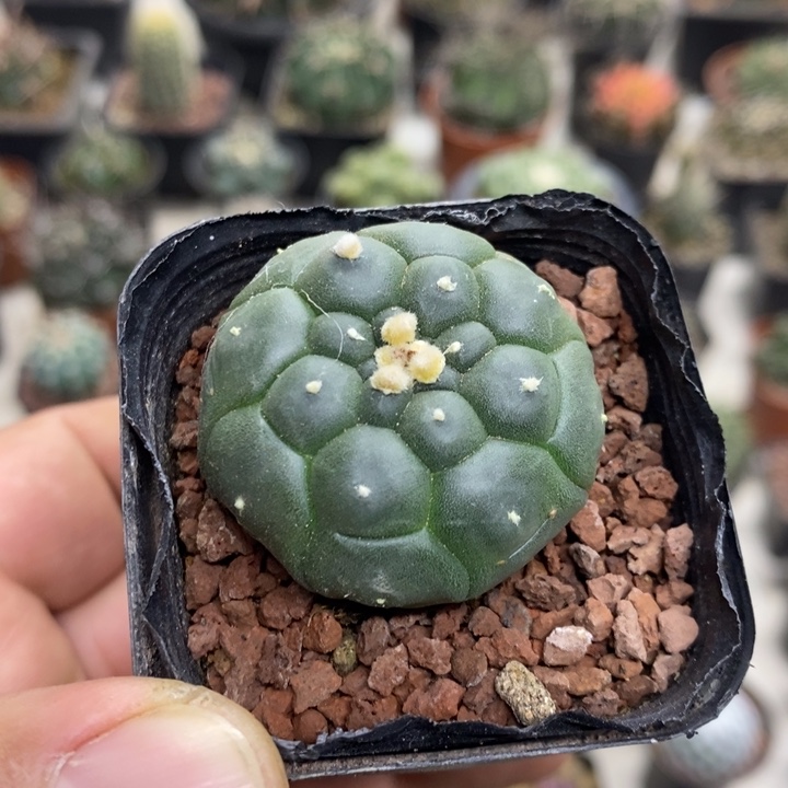 实生龟甲兜特价福利