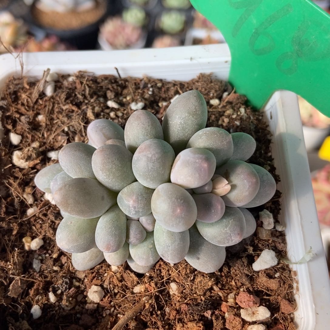 968汤圆多肉植物保护