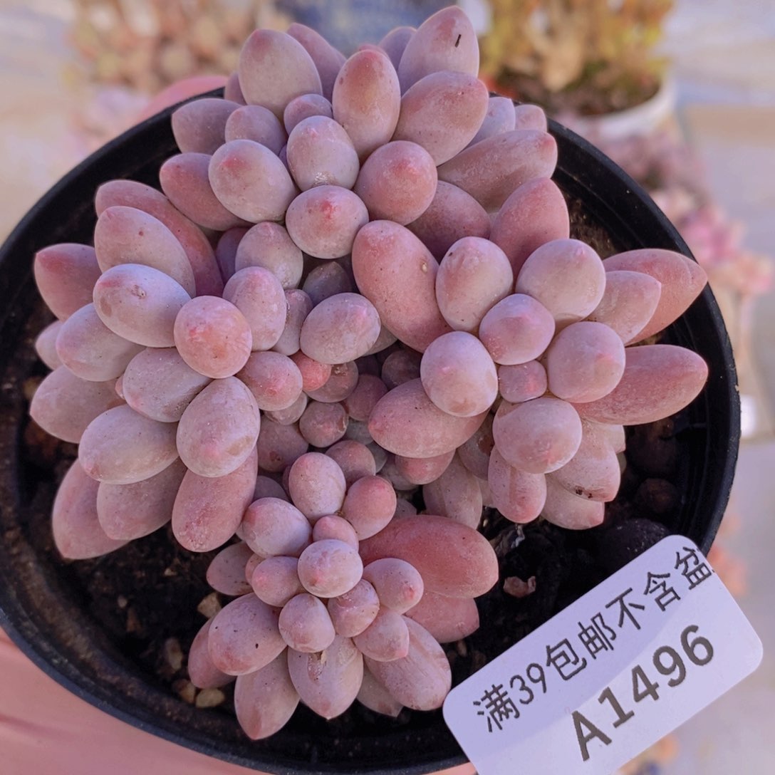 汤圆1496多肉植物