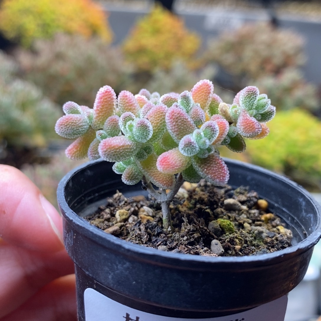 夏***风1692冰晶 。         