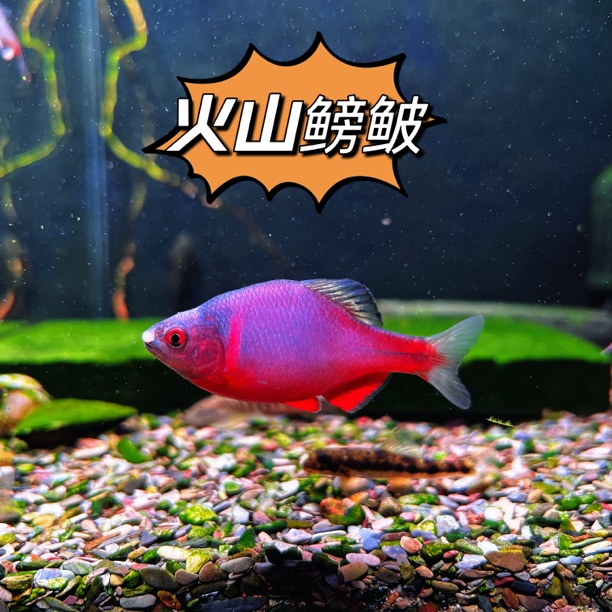 火山鳑鲏5 条【好看好养】新手玩家，鱼缸没有贴黑色背景膜建议勿拍。