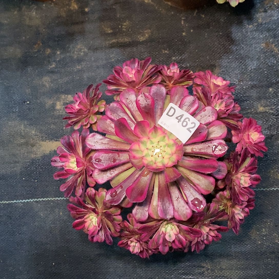 红铜白462多肉11111