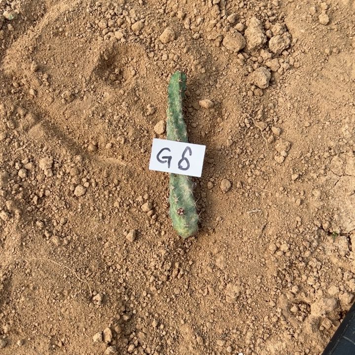 淡**香G6梅花角侧芽一个5