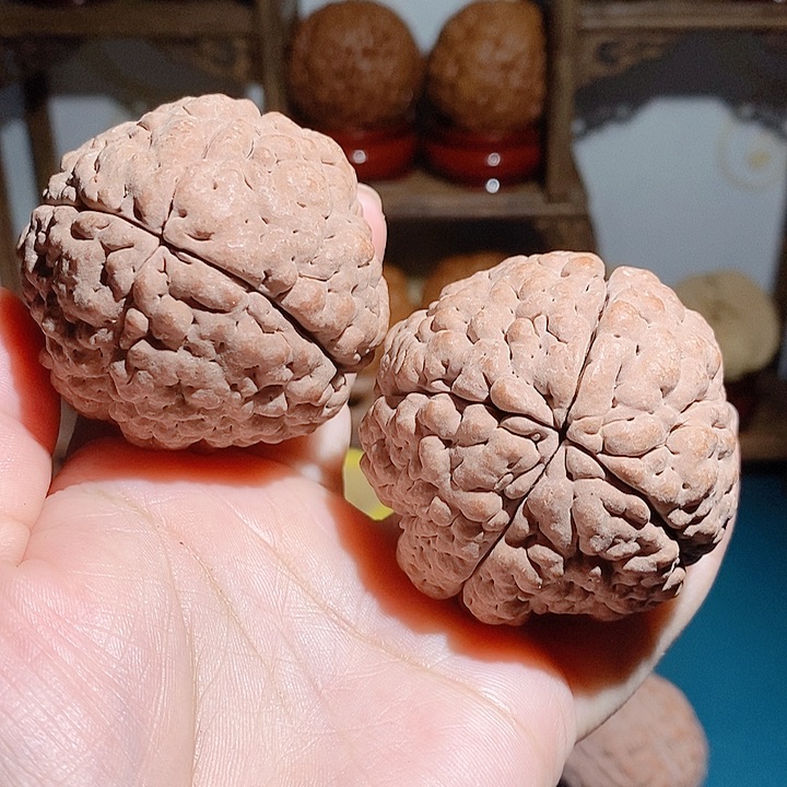 野生三瓣脑纹大金刚50