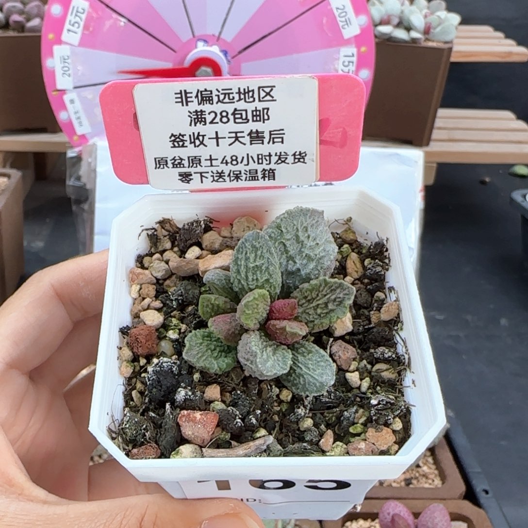 165大鱼海棠多肉