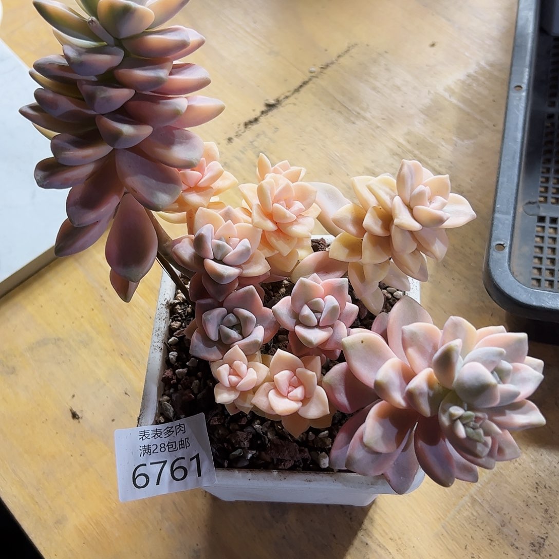 9号我们的确是一个很6761