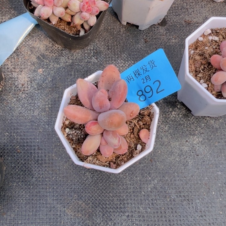 糖果拉丝多肉植物892