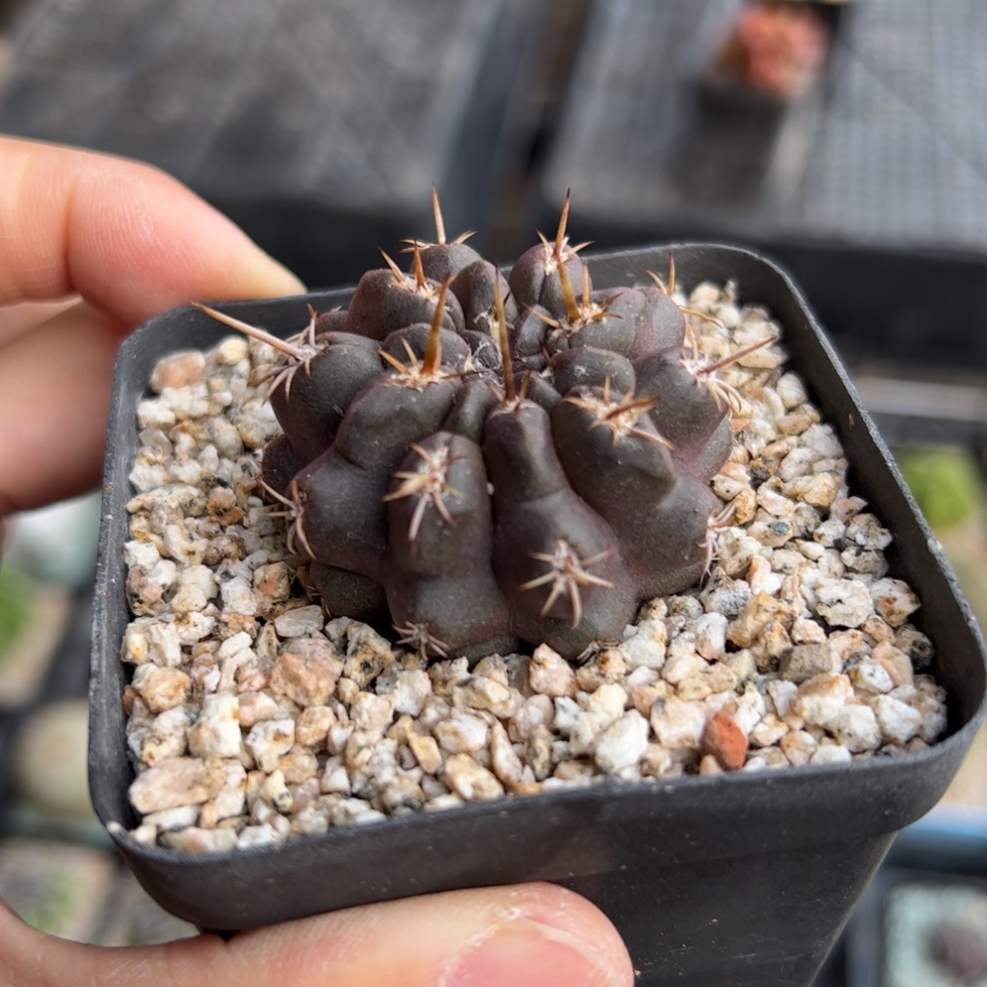 实生雷头杂 脱土发货 