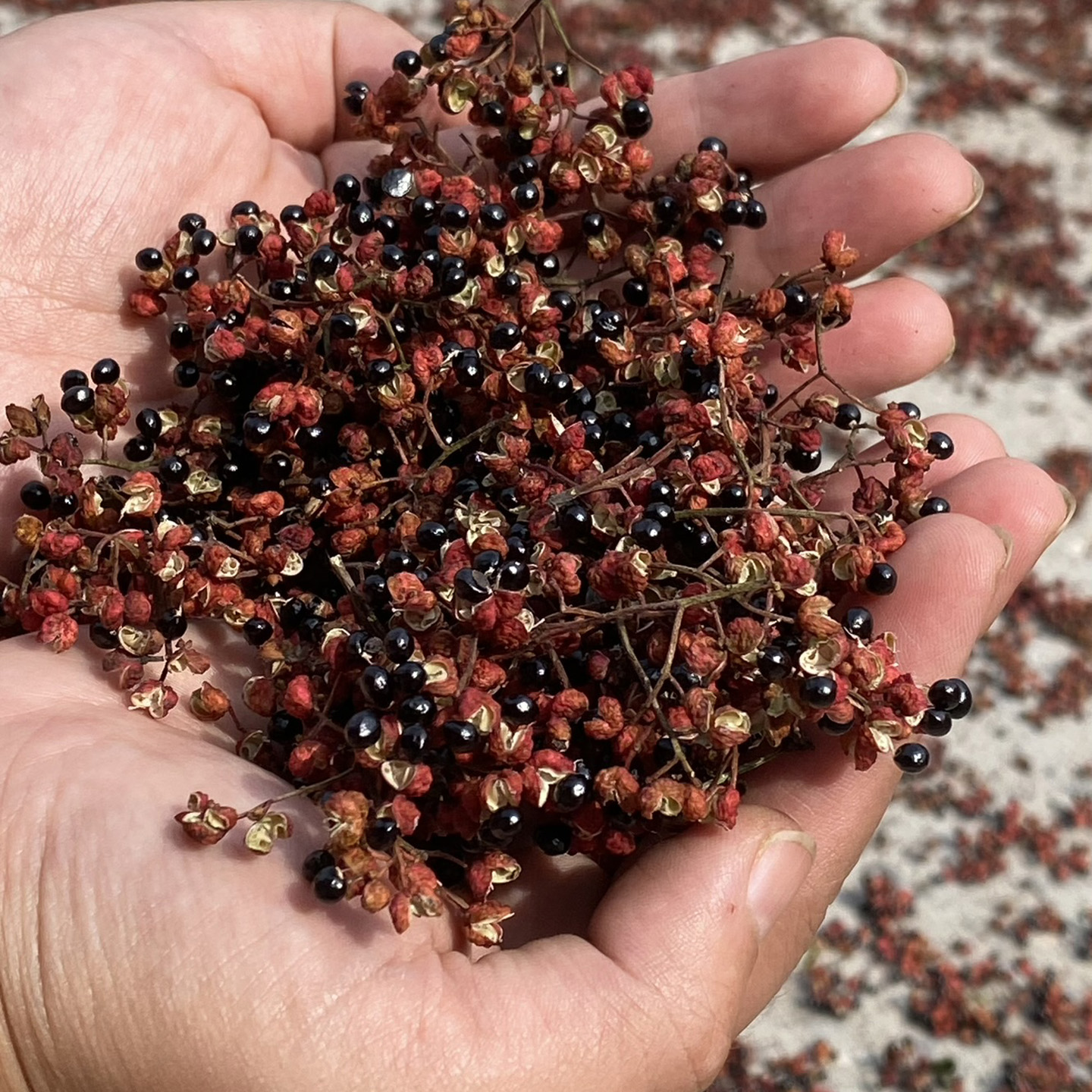 2025年太行山大红袍河北涉县花椒新花椒麻椒农家自产产地直发