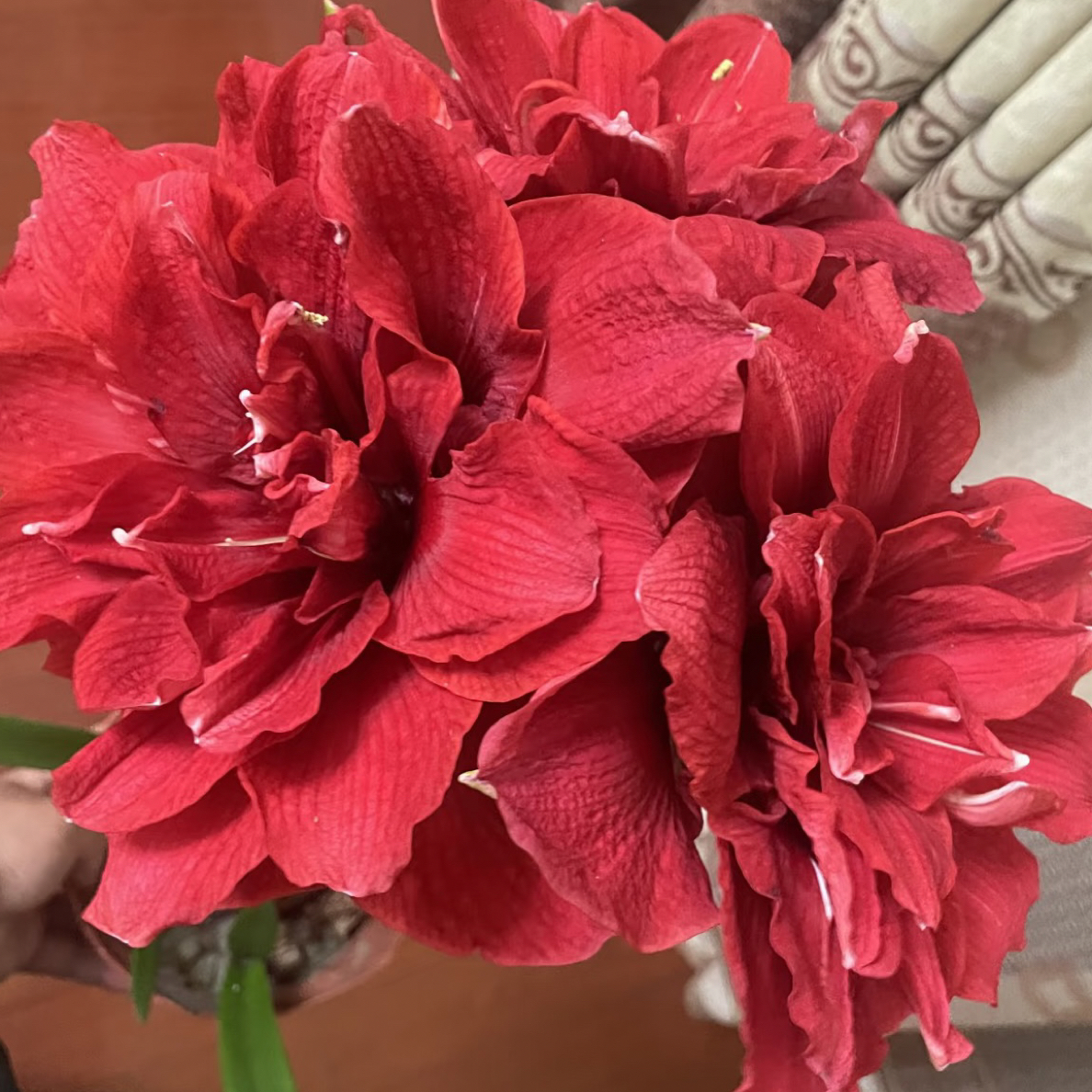 （樱桃妮芙）重瓣朱顶红种球朱顶红送肥料