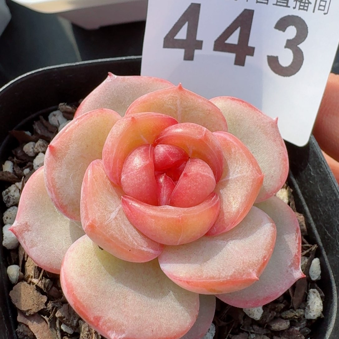 桃花梦       多肉植物