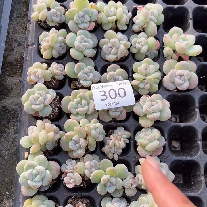 300号到手1框～yu一物一拍