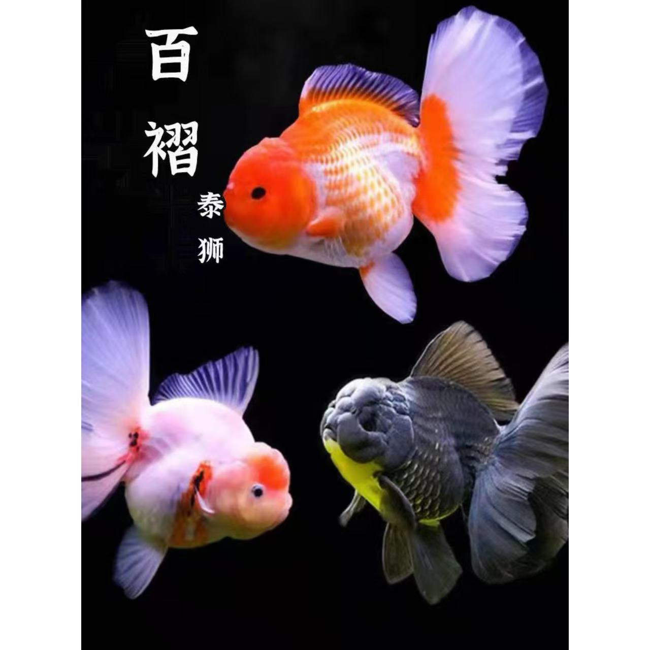 开箱原塘直发百褶泰狮兰寿鹤顶红等观赏鱼