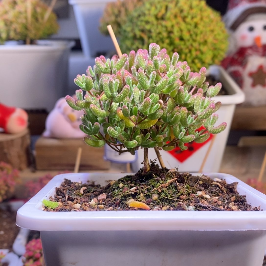 冰糖带盆土发货一物一拍