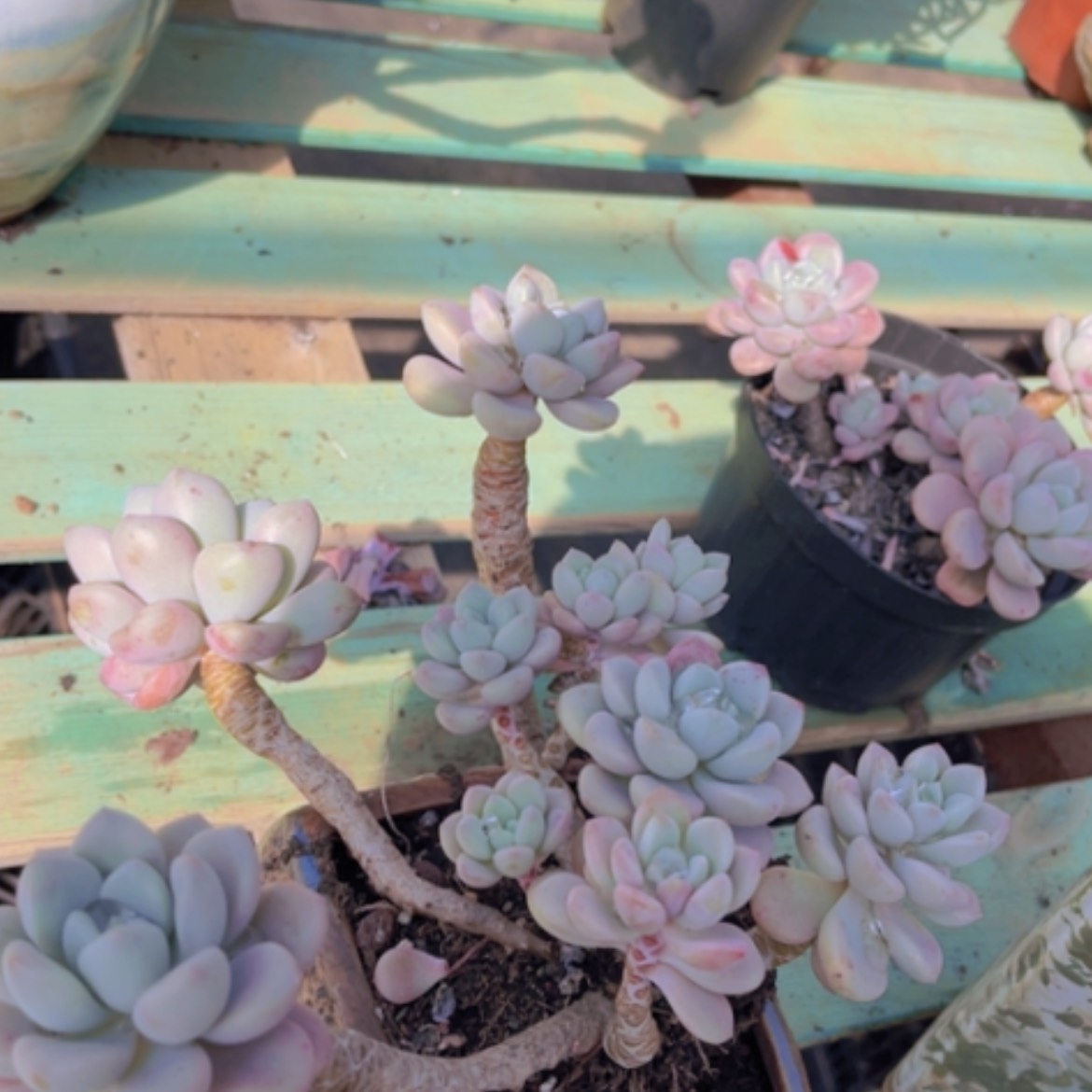 【闪购商品】花斑鹿1316