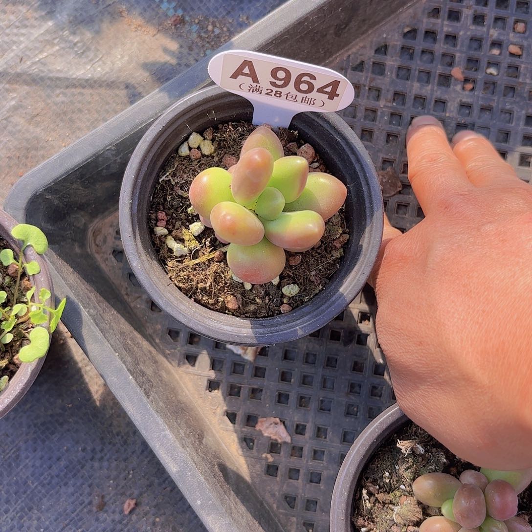 A964芒果奶一物一拍