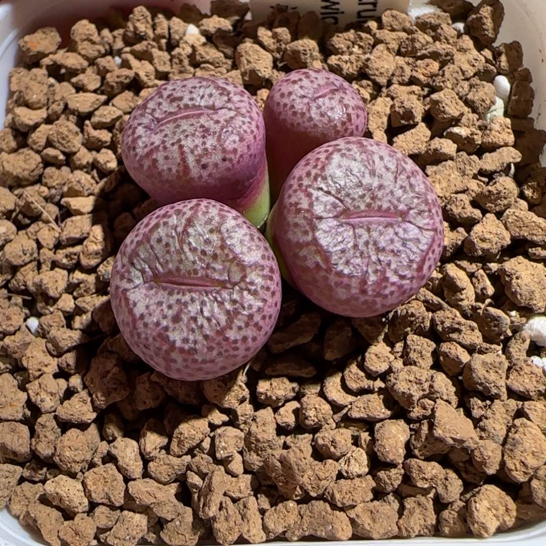 往***风肉锥多肉植物组合-1505