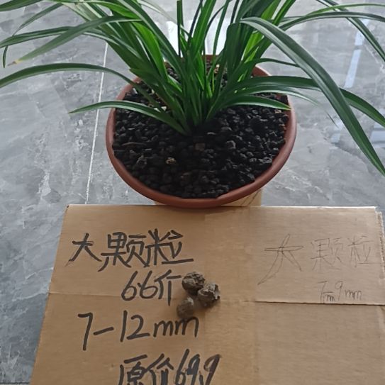 王***平兰菌颗粒大颗粒6.6斤