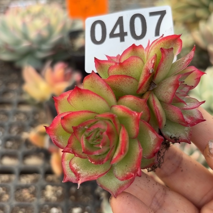 多肉植物满18包邮当场凑单