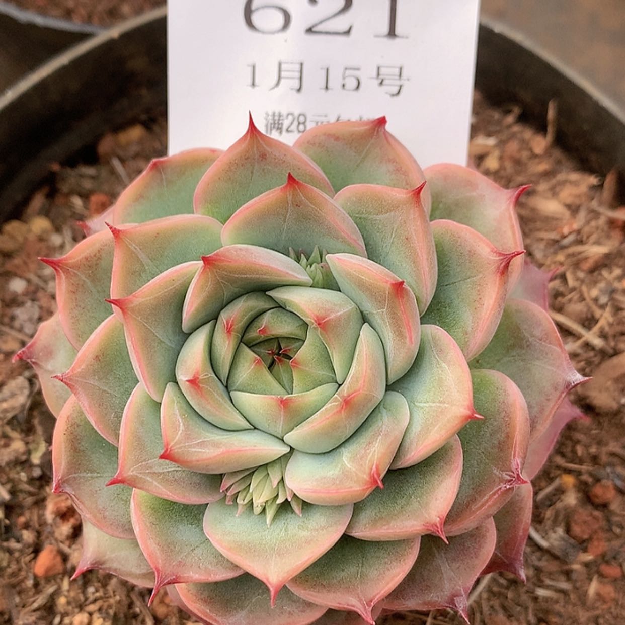 【闪购商品】云621