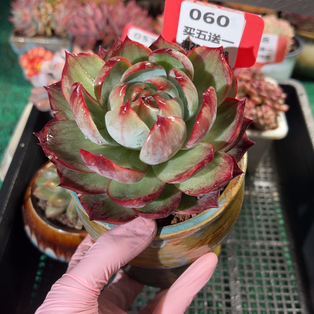 表妹精品多肉植物060.