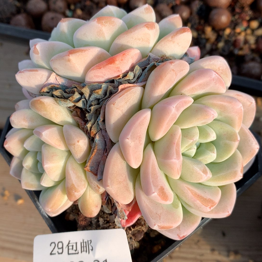 0302-31 冰玉老桩