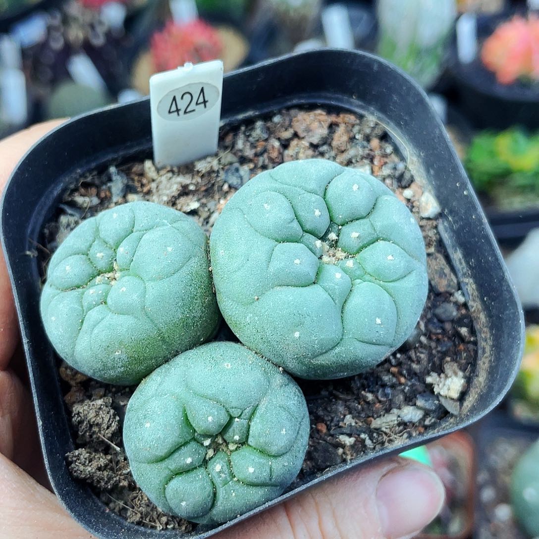 非偏远地区满25包邮仙人球