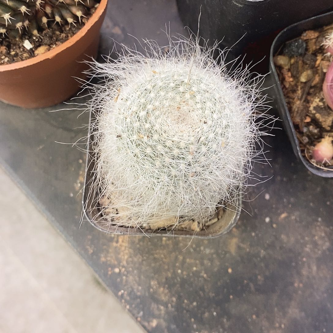 小***莓一物一拍一棵仙人球