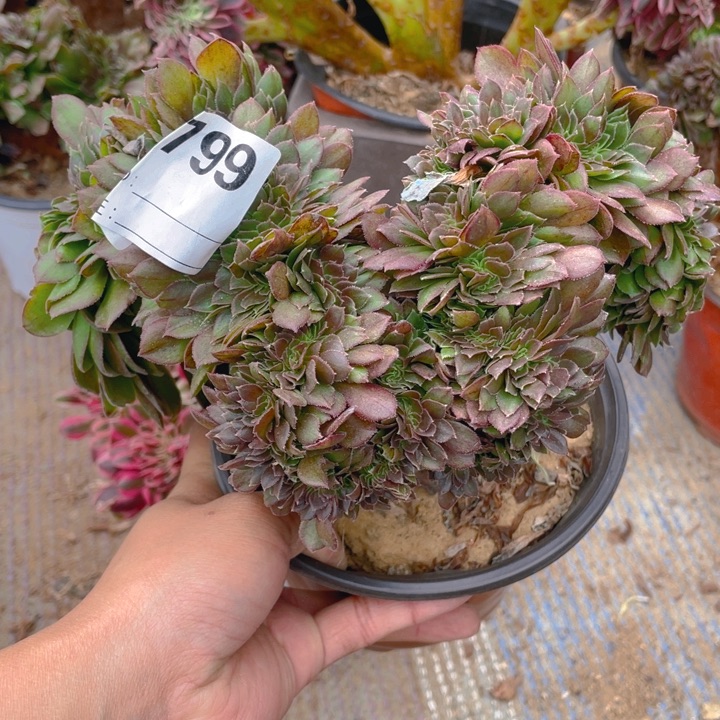 多肉红心沙拉碗缀化799