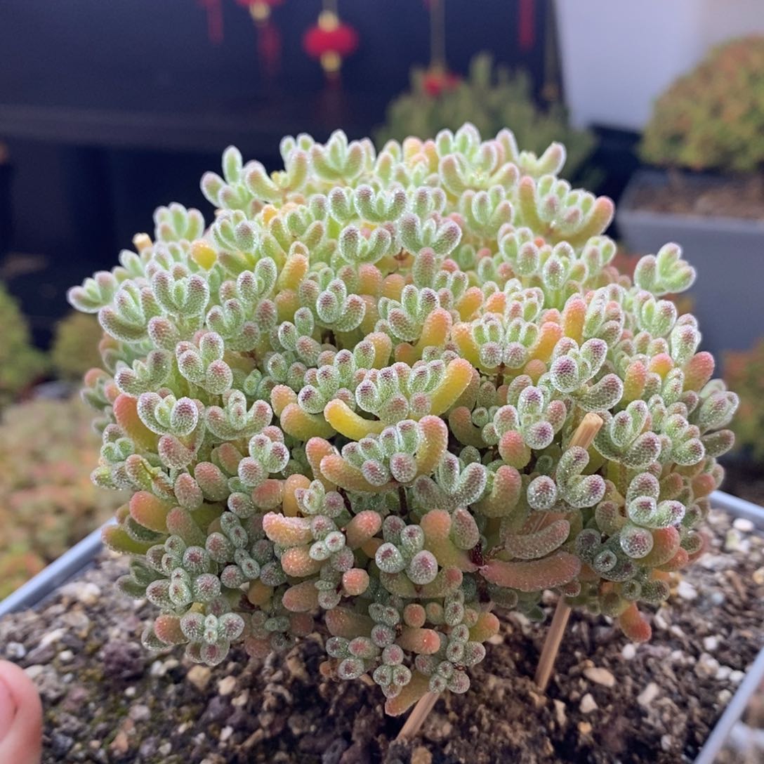 857号大冰晶枝干多肉