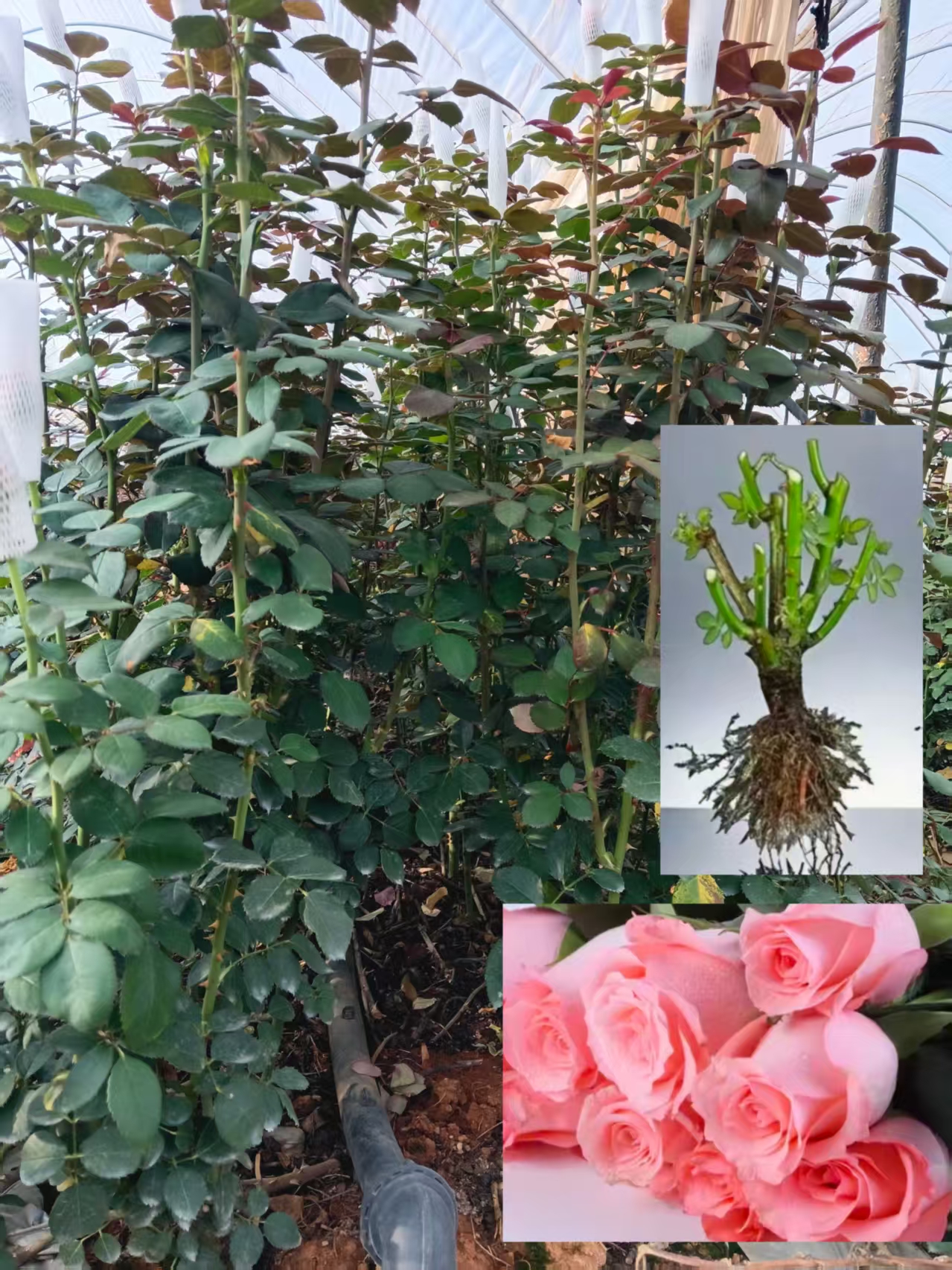 耐寒四季开花浓香型玫瑰花老桩适合盆栽地栽【1棵】拍3棵送1棵