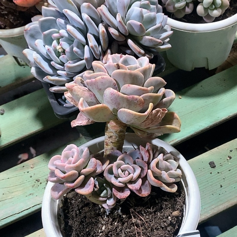 【闪购商品】灯美人15177