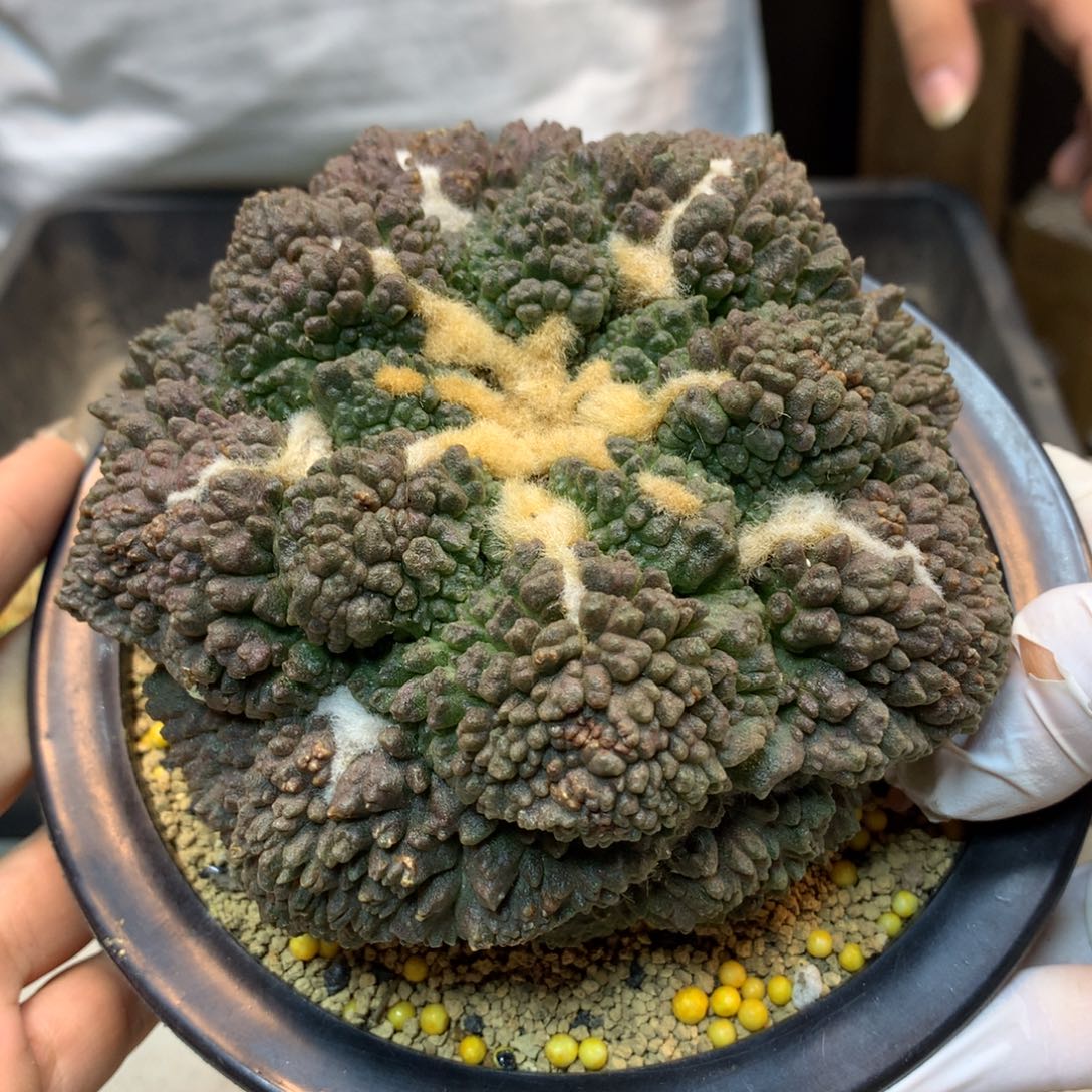      11号  微微出根芽 炸尤紫肌龟甲哥斯拉11.5公分