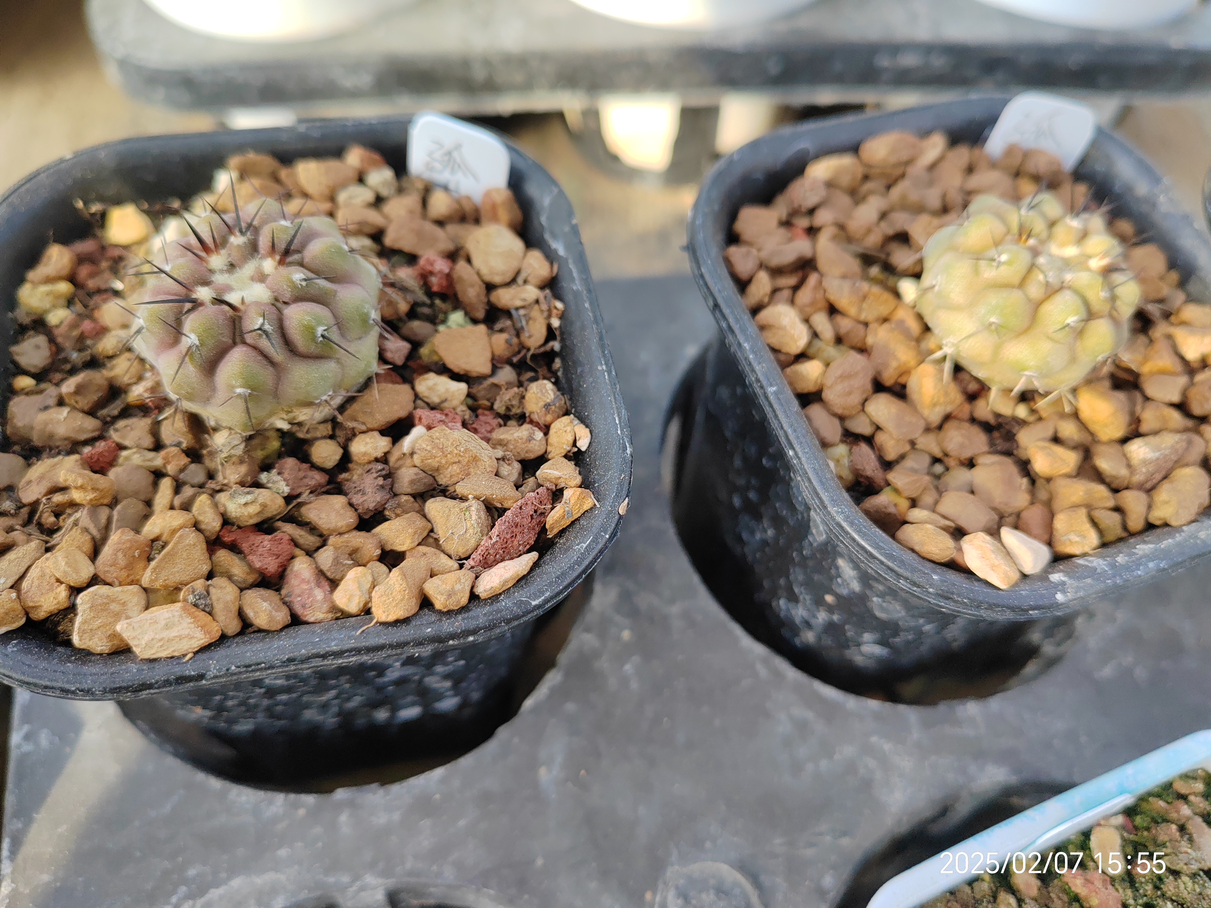 潮流植物仙人球孤龙丸