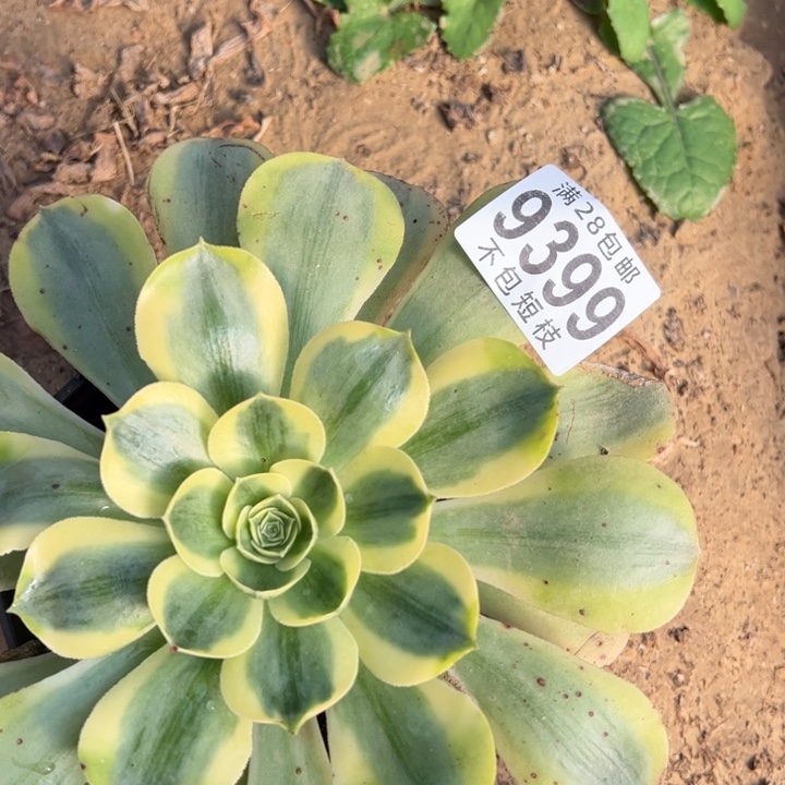 香炉盘白锦多肉植法师9399