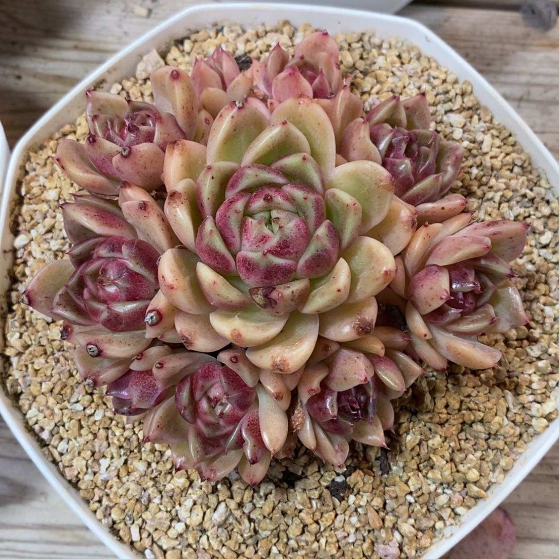 自助下单一物一拍，年后发可寄养问主播