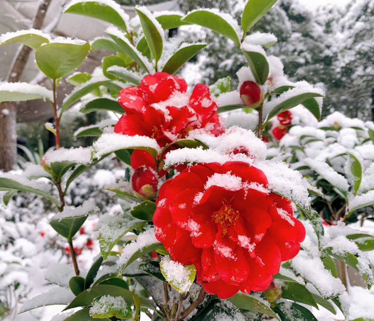 【加大加高70cm-90cm】红茶花开花花卉绿植原盆原土