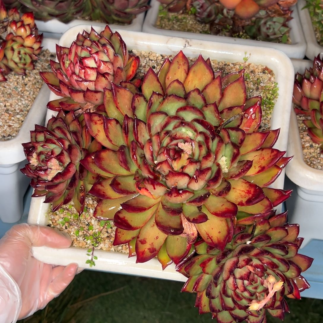 从前慢多肉精选编号0114.8888