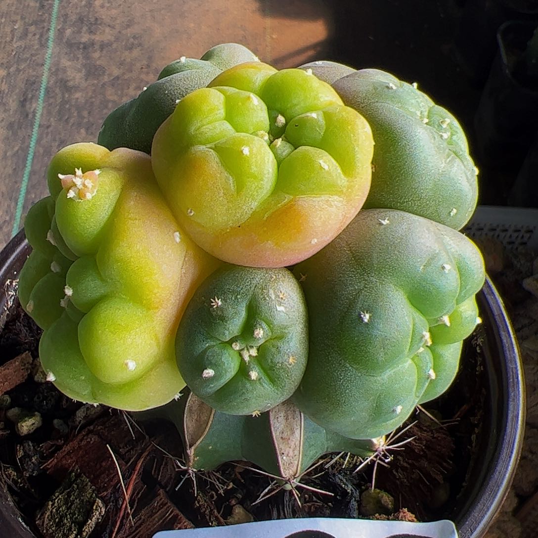 苗接仙锦群仙人球892