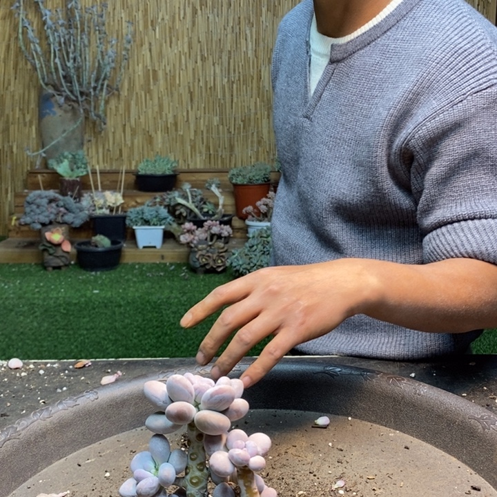 可***琴167 号橙雪球多肉植物