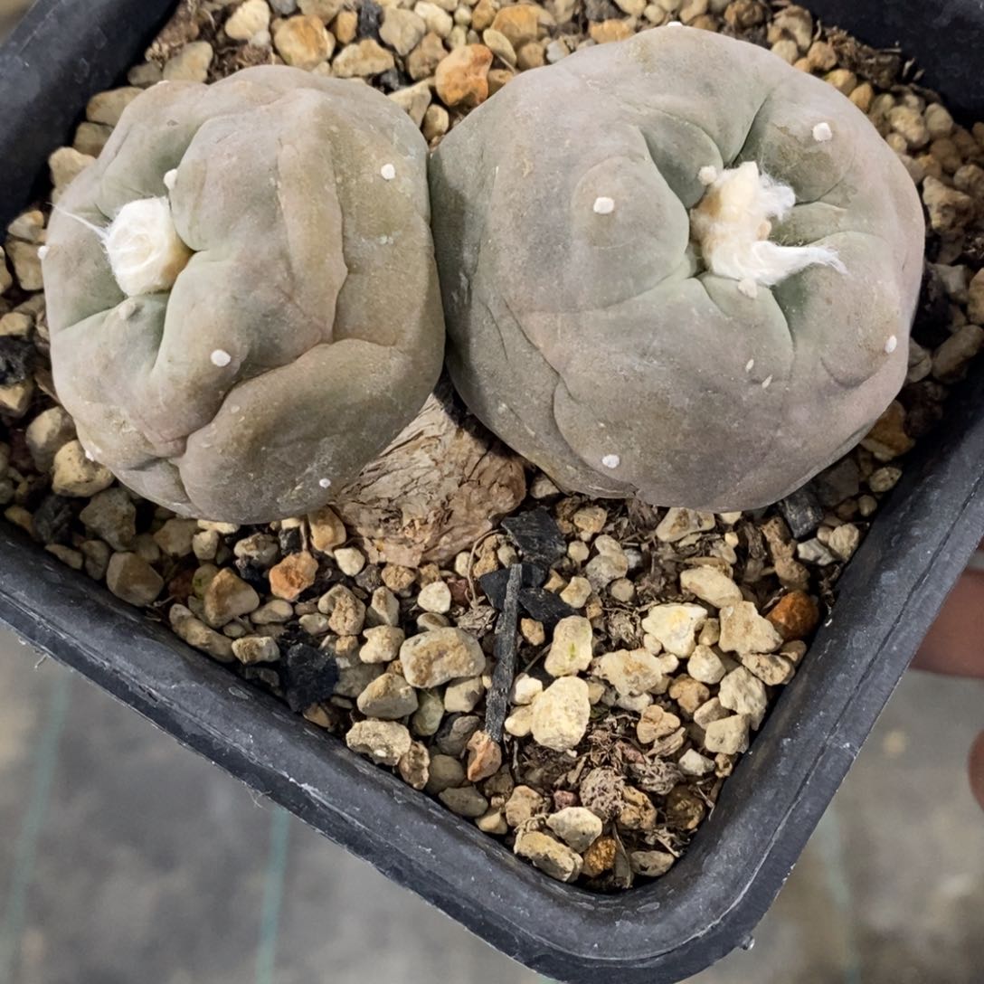 双头翠，实生，9.4厘米
