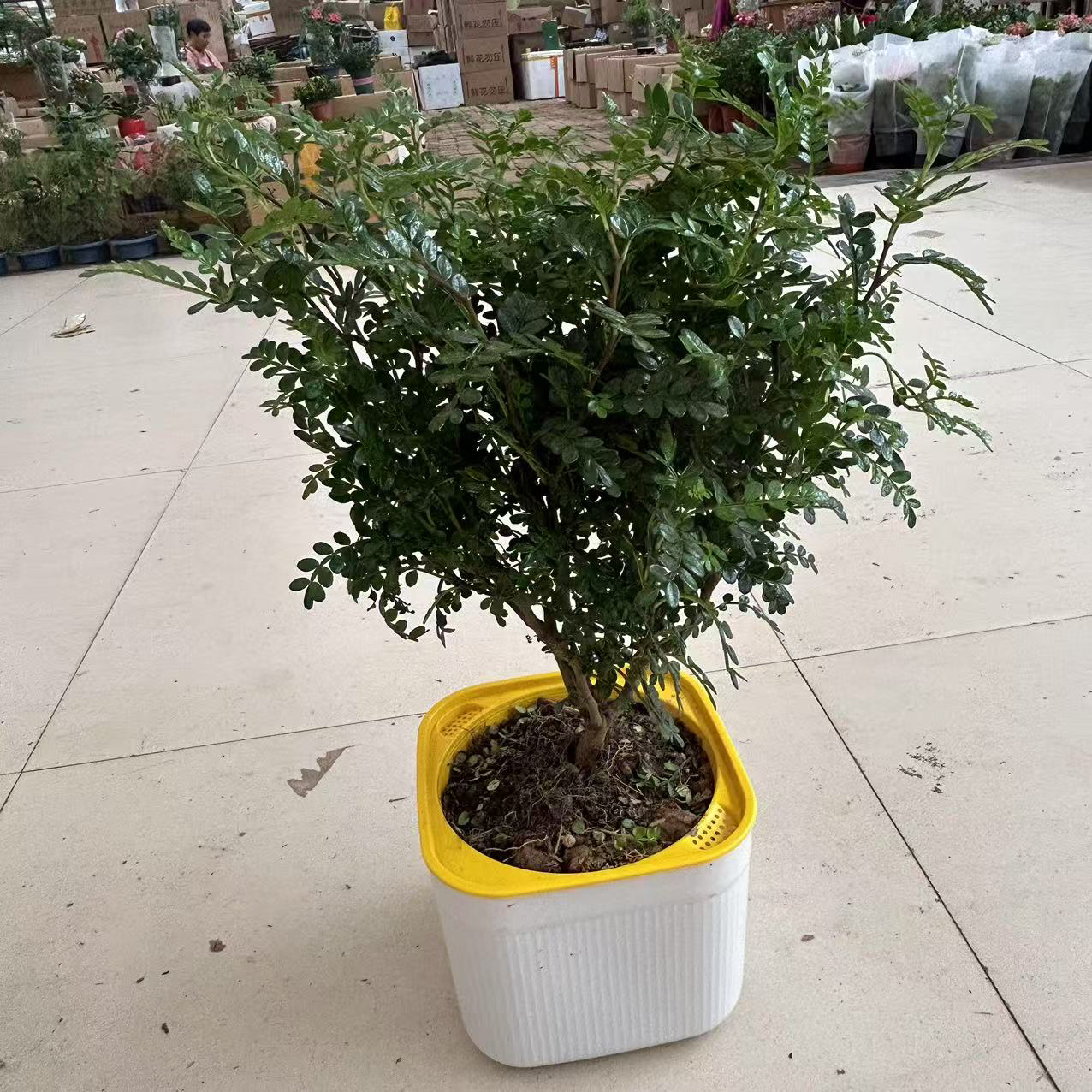 清香木盆栽方盆自吸盆老桩盆景绿植