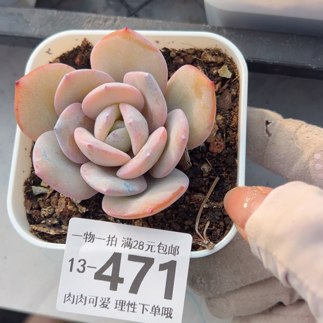 奶茶多肉多肉多肉多肉