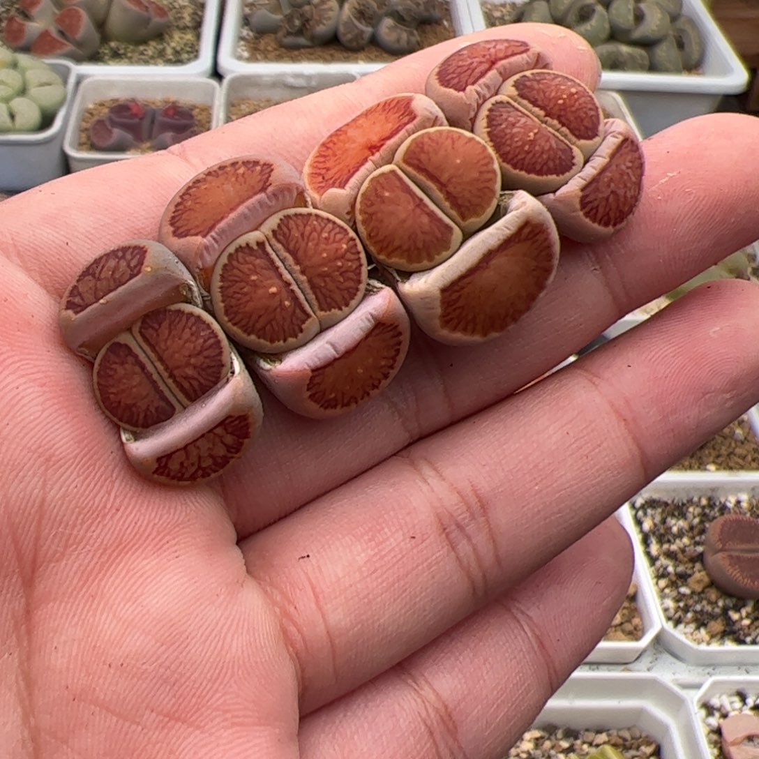 0333号菊4颗 多肉植物