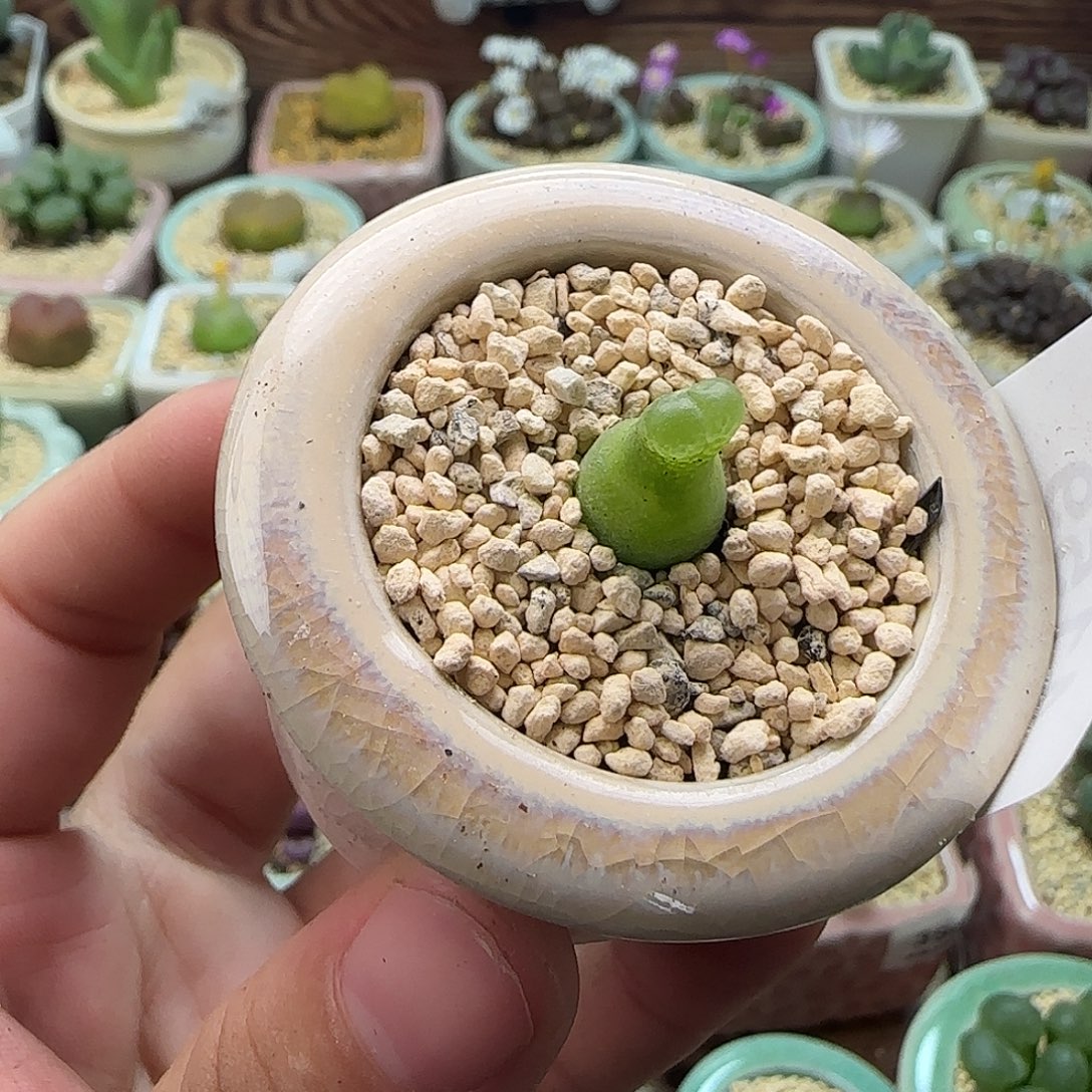 4159--一物一拍 带盆 小葫芦