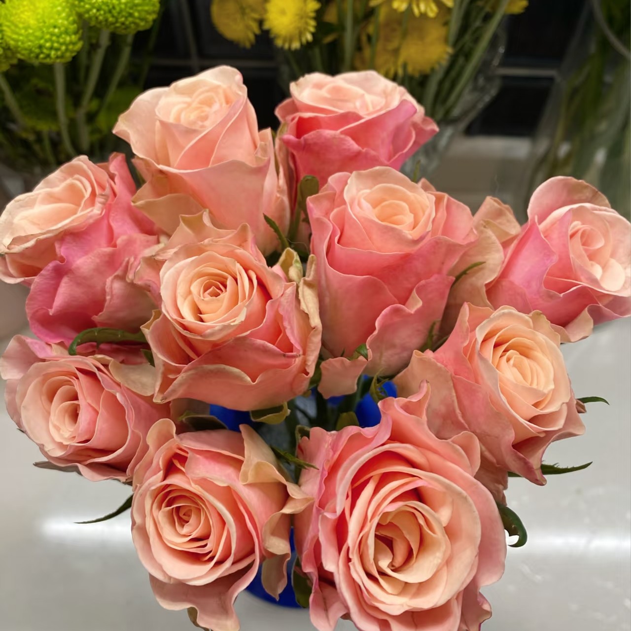 （甜精灵棒棒糖）高杆浓香大花树桩树状月季花庭院地栽四季开花