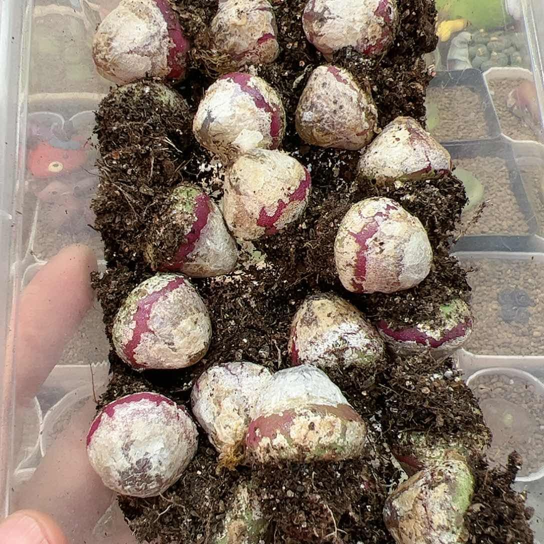 【闪购商品】灯泡1颗，2cm+，双12福利限量